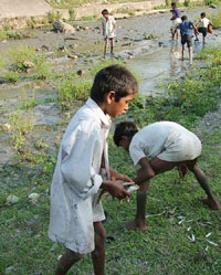 Boys gather the fish that have died due to the dumping of silt into the Suketi khud by the BBMB. 