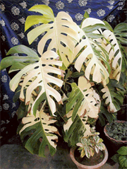 In case of certain prized specimen like Monstera (variegated), clip the burnt margins.