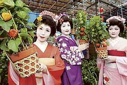 Japanese geisha girls show off "Hozuki" or Chinese lantern plants at the press preview of the Chinese Lantern Fair at Sensoji temple in Tokyo
