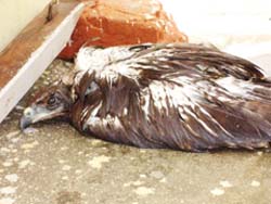 A listless young eagle, which fell to the ground after suffering a heat stroke.