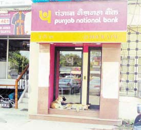 Stray dogs make themselves comfortable outside a banks ATM in Model Town, Ludhiana, making it difficult for customers to operate it