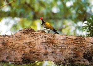 This lesser golden-backed woodpecker was busy calling to his mate that he had found food-cache