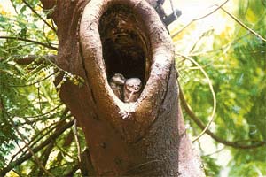 While one chick is making meal of a bloodsucker lizard handed down by a parent, the second chick has eyes glued on the parents who were readying a similar morsel for him as well