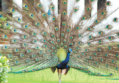 A peacock breaks into a dance at the Prime Ministers residence in the Capital on Thursday.