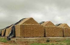 Wheat bags stacked in the open at a godown of the Punjab Warehousing Corporation at Bir Pind in Jalandhar district. 