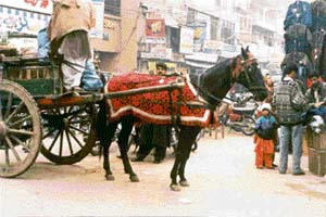 Anarkali bazar, the favourite haunt of visitors