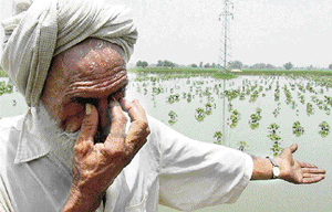 A farmer from Tappakhera village laments at the devastation of his cotton crop on Thursday.