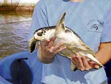 From operating rooms to X-rays, massage and physical therapy in a whirlpool and a laboratory as well, the hospital offers a range of medical services for sea turtles