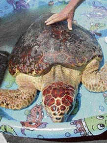 Sea turtle