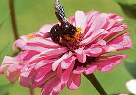 Even with moderate rain, flowers are in full bloom in the gardens across Mohali