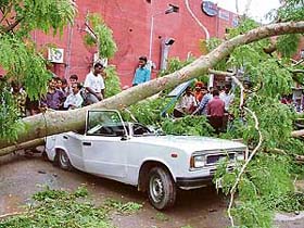 A car smashed badly by a tree uprooted by incessant rain at Sector 8 parking in Chandigarh