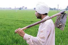 A farmer looks at his paddy crop after moderate rain at Bir Behman village, near Bathinda