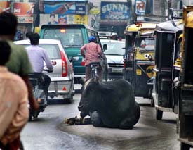 Unmindful of the heavy traffic, a bull is an island of calm and indifference on the busy Damoria Bridge road in Ludhiana on Saturday