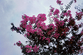 Lagerstroemia indica is one of the most strikingly beautiful shrubs