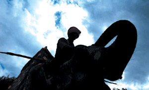 This elephant seems to be beseeching the clouds overhead for another spell of rain in the Capital on Wednesday. 