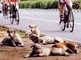 Stray dogs continue to pose a health problem to residents in Chandigarh