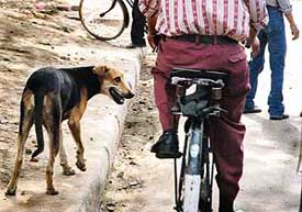 Stray dogs continue to be major carriers of rabies