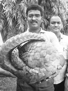The DFO (Wildlife), Gurdaspur, Mr D. Rajashekar, with the pangolin at Pathankot on Wednesday. 