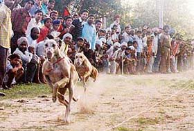 A dog race in progress at the Rural Sports Meet in Dronacharya Sports Stadium, Dadu Majra, Chandigarh