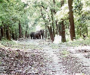 A herd of wild elephants in the Kalesar National Park. 