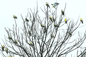 Birds of a feather flock together on a tree in Jalandhar.