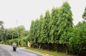 When Ashoka trees grow they form excellent screen