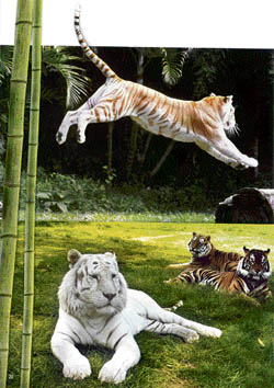 The Royal Bengal Tigers in Dreamworld Park 