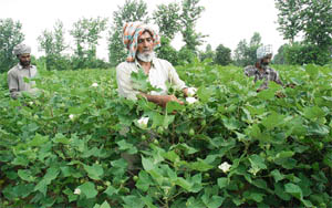 Workers tend to the Bt cotton crop at PAU, Ludhiana