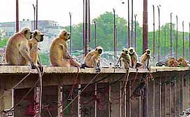 A scene from The Policing Langur to be screened at the Environment and Wildlife Travelling Film Festival at Tagore Theatre on Thursday.