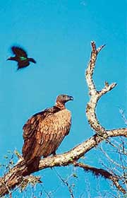 Nutan Manmohan’s “The Last Flight” was screened on the concluding day of the Environment and Wildlife Travelling Film Festival