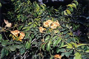 Campsis grandiflora is equally popular in the hills as well as the plains