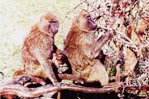 The African monkeys use different sounds in response to different threats