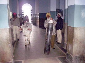 A cow near the Emergency Ward No 1 at the Rajindra Hospital at Patiala, on Thursday. 