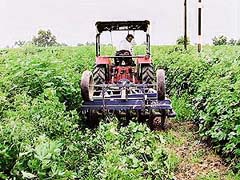 A farmer of Bahawalbassi village uproots inferior cotton plants from his fields, which were planted using unapproved Bt cottonseed bought allegedly from a SAD activist, in Abohar