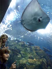 Children watching a stingray