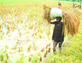 A farm labourer tries to salvage the crop from a rainwater-logged field at a border village of Amritsar. 