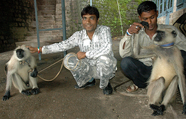 The langoors and their owners who have been hired by Lawrence School, Sanawar, to rid the school of the monkey menace. 