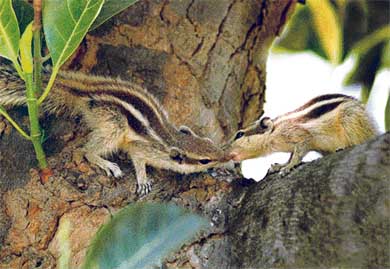 Tribune lensman Vinay Malik captures the bonhomie between two squirrels