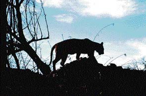 The area is home to a variety of animals including the panther, leopard, spotted deer, sambar and caracal