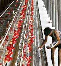 A worker takes out eggs at a poultry farm.