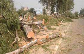 Huge logs of two fully-grown eucalyptus trees lying on the GT Road in front of Lyallpur Khalsa College in Jalandhar on Thursday.