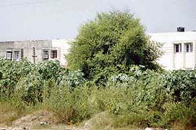 Wild growth in Sector 43-B, Chandigarh