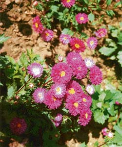 Asters make good cut flowers