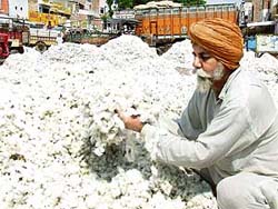 Mr Mithu Singh, a farmer from Kothe Laluana village, is all smiles as he displays his cotton produce near Mansa on Thursday.