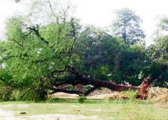 A tree uprooted from common land at Manwal village, near Pathankot.