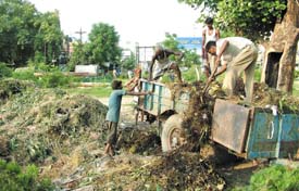 Municipal Corporation, Jalandhar, employees offload fresh and dry foliage to fill the pits and trenches dug up at the Model Town park. The pits were dug up earlier for the construction of a shopping complex