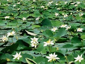 Lotus plants in full bloom at Sukhna Lake in Chandigarh. 