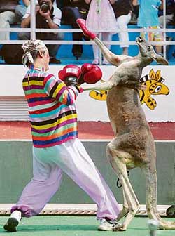 A kangaroo fights against a buffoon during a boxing match at the 4th National Animal Games in Shanghai on Friday