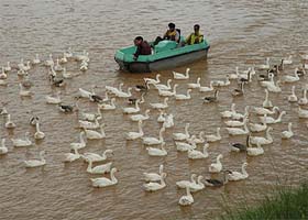 A flock of birds is an added attraction for visitors as they paddle their boat through the Sukhna Lake in Chandigarh
