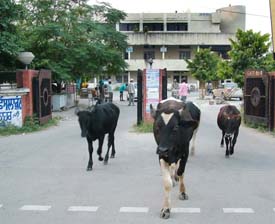 Stray cows walk out of the District Administrative Complex, Jalandhar. They disrupt traffic and also result in freak accidents resulting in fatal injuries